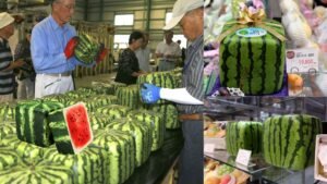 LA CURIOSA SANDÍA CUADRADA DE JAPÓN, UN FRUTO ÚNICO CULTIVADO EN LA PREFECTURA DE KAGAWA
