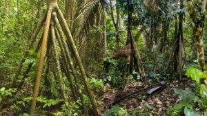 EL MISTERIOSO “ÁRBOL QUE CAMINA” DE LA SELVA AMAZÓNICA ECUATORIANA ASOMBRA A CIENTÍFICOS Y VIAJEROS