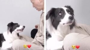 LA EMOTIVA REACCIÓN DE UN PERRITO AL VER A SU DUEÑA LUCHAR CONTRA EL CÁNCER CONMUEVE A MILES EN REDES SOCIALES