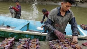 ECUADOR SUSPENDE LA EXPORTACIÓN DE CANGREJOS POR SEIS AÑOS PARA PROTEGER SUS RECURSOS MARINOS Y LA BIODIVERSIDAD
