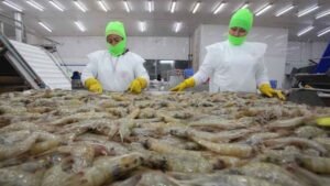 Más de 8 millones en inversión fortalecen al camarón ecuatoriano y 200 empresas nacionales