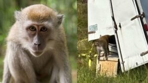 Autoridades estadounidenses buscan mono de laboratorio tras volcamiento en autopista