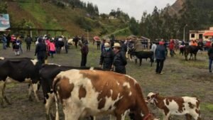 Cuenca: presunto delincuente es golpeado y arrojado al río Machángara tras robar dinero en feria de ganado en Patamarca