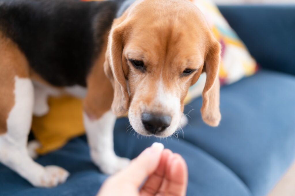 Nueva pastilla LOY-002 podría alargar la vida de los perros mayores en un año
