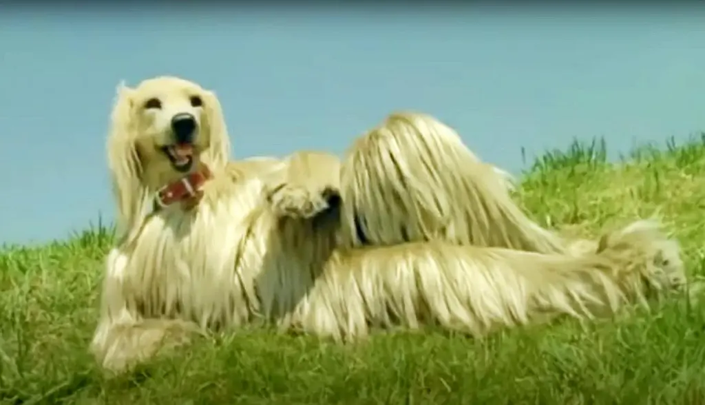 Comerciales de Consomé Panchi siguen siendo recordados pese al paso de los años