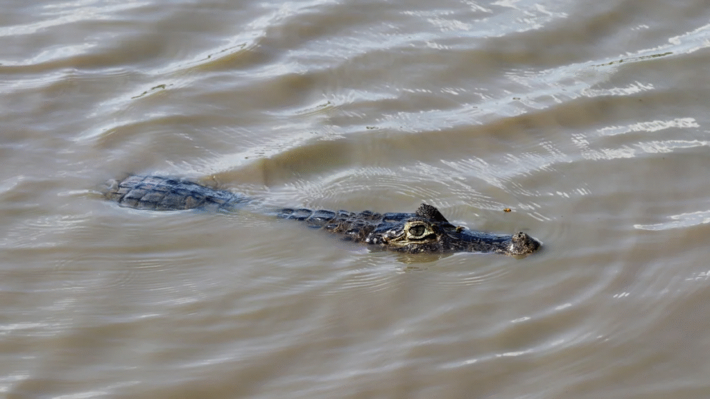 Alerta en Durán por el incremento de avistamientos de reptiles en zonas urbanas e industriales